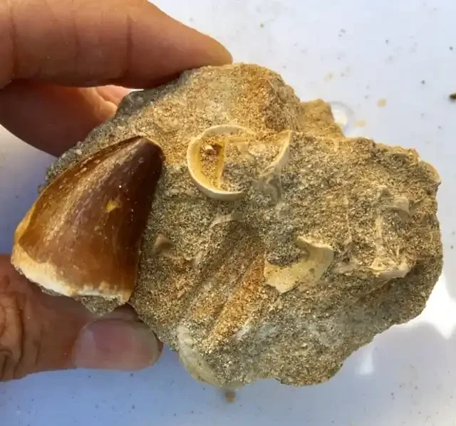 916 cts Dinosaur Mosasaurus Tooth on Fossil bedrock WS 414