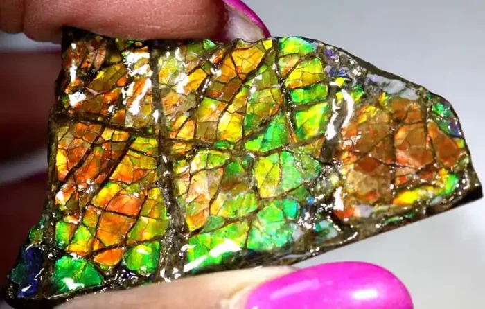 92.7-CTS AMMOLITE SPECIMEN RG-2925