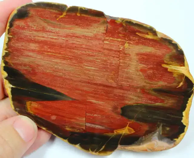965.00 CTS PETRIFIED WOOD POLISHED SLAB
