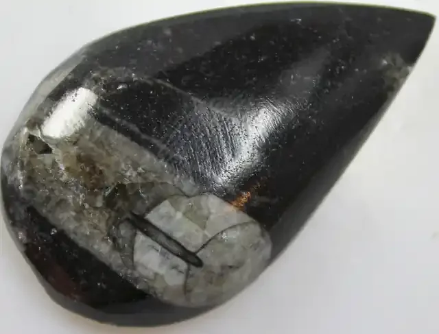 97.15 CTS ORTHOCERAS POLISHED SPECIMEN