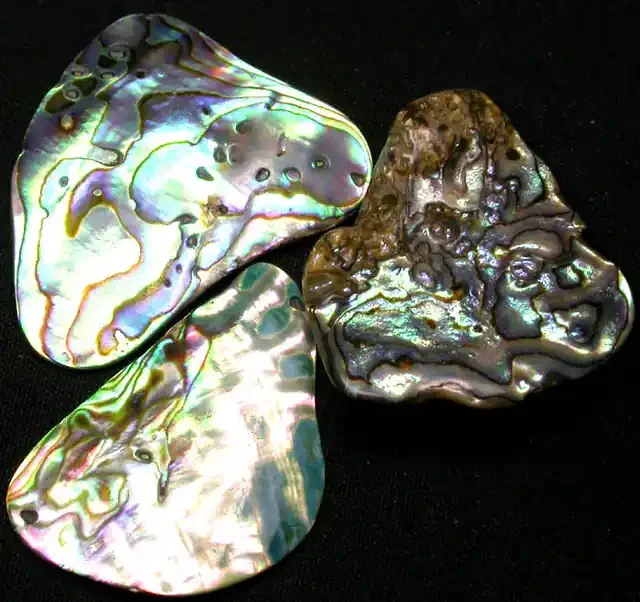 AUSTRALIAN ABALONE SHELL PARCEL 35.70 CTS [PF 1306]