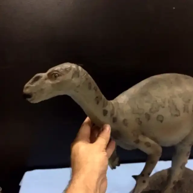 Australian Muttaburrasaurs Dinosaur Iguanodont