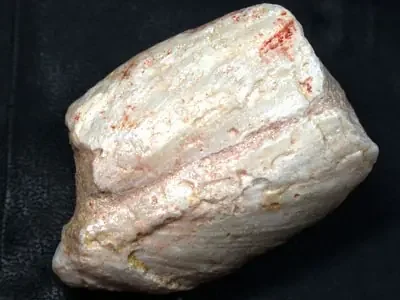 AUSTRALIAN OPALIZED FOSSIL SHELL 70.50 CTS RN 1185