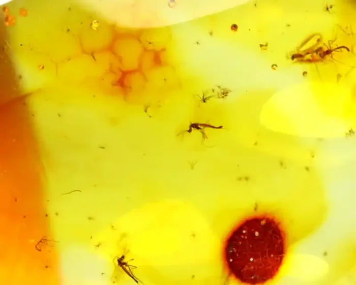 Baltic Amber 11.18Ct Natural Poland Fossil Insect inside Amber DR207/D5
