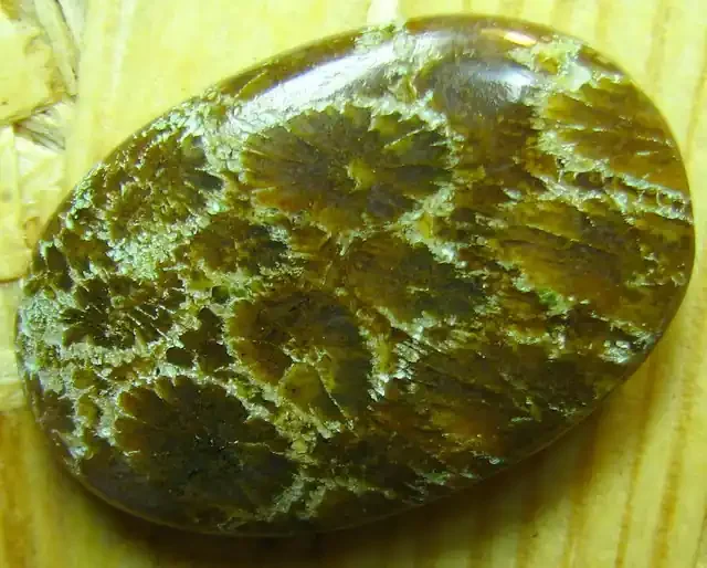 CABOCHON FOSSIL CORAL STONE FROM INDONESIA 20.75 CTS