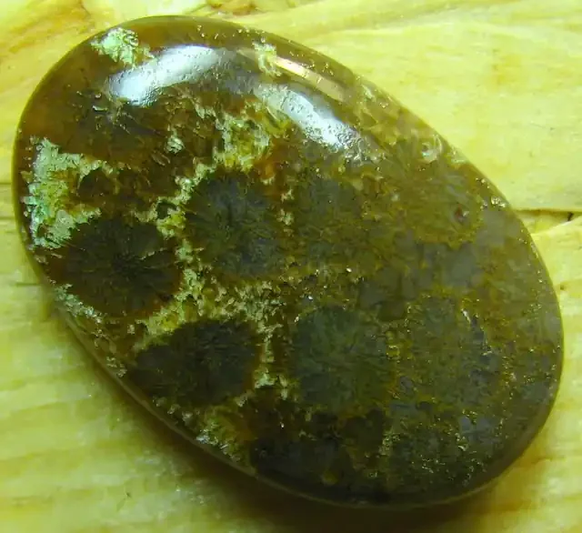 CABOCHON FOSSIL CORAL STONE FROM INDONESIA 22.90 CTS