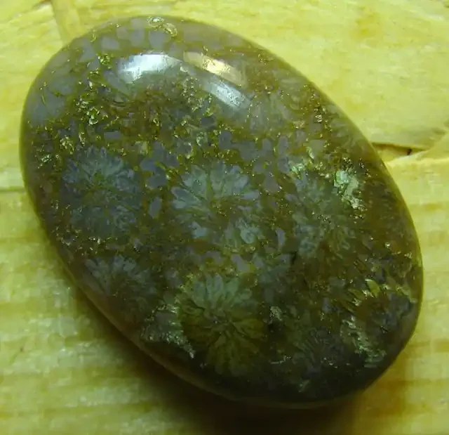 CABOCHON FOSSIL CORAL STONE FROM INDONESIA 23.75 CTS