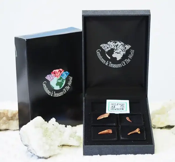Collectors set Dinosaur teeth from Morocco SU450
