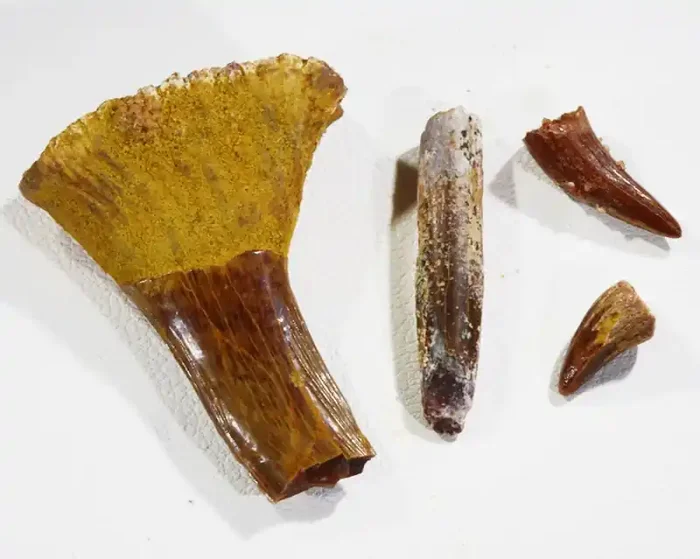 Collectors set Dinosaur teeth from Morocco SU456