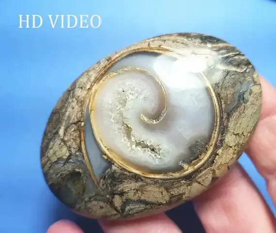 Colus Fossil Agate cabochon AAA 187ct 64 by 44 by 8mm