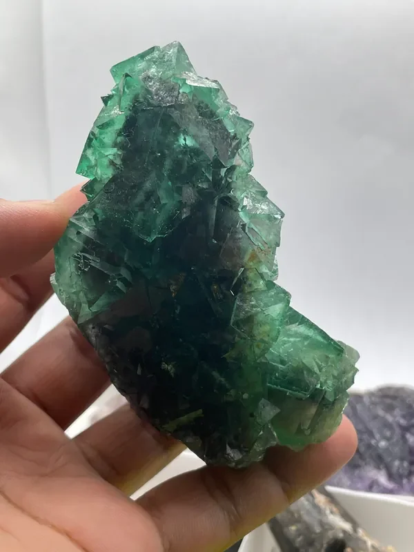 @crazy4euphorbia