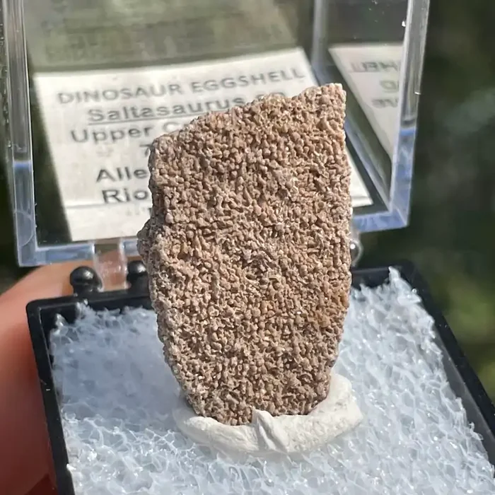 Dinosaur Egg Shell Saltasaurus from Patagonia