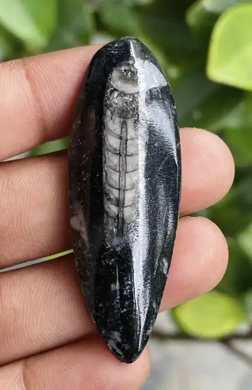 Genuine 46.00 Cts Orthoceras 18-N10