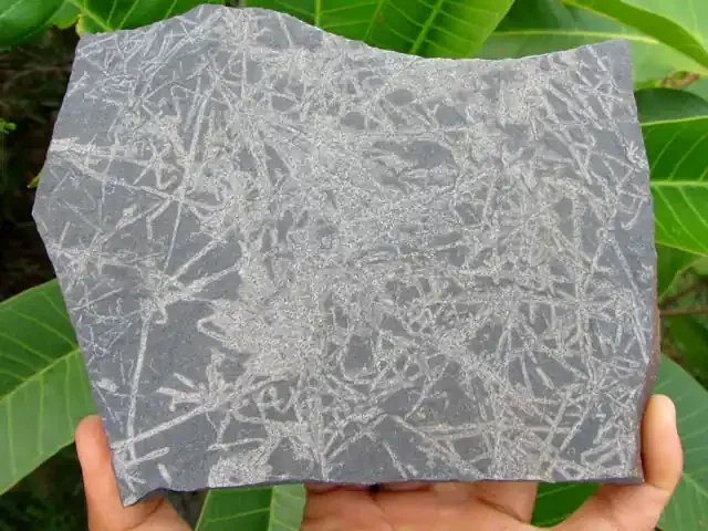 GRAPTOLITES MINERAL SPECIMEN 2075 CTS MYGM 644