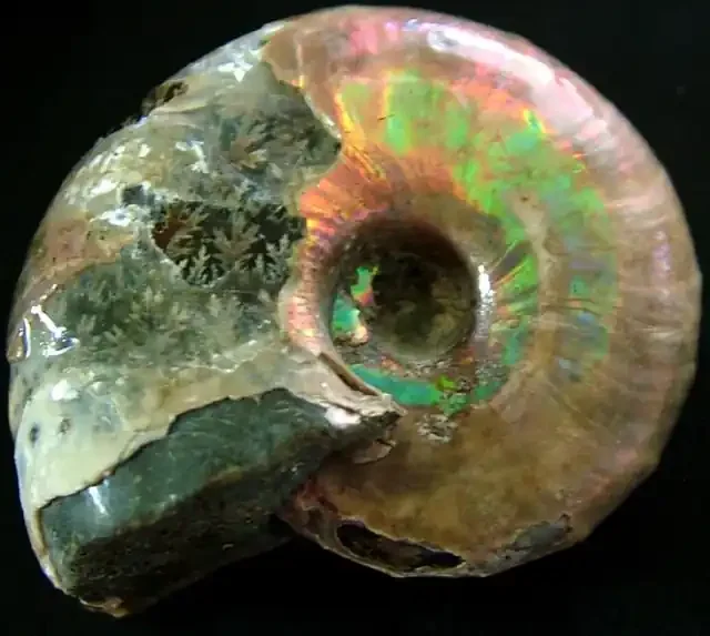 IRRIDESENT AMMONITE FROM MADAGASCAR 138.10 CTS [MX 6539]
