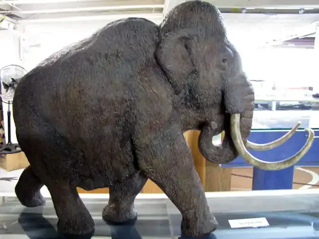 Mammoth replica,with natural style tusks