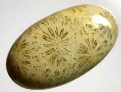 [MGW] CORAL FOSSIL -TOP PATTERN 13 CTS [FP713]