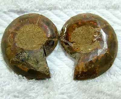(MGW) LARGE SPECIMEN OF AMMONITE CHELINOCERAS 100 CTS FP 305
