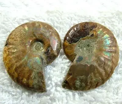 (MGW) LARGE SPECIMEN OF AMMONITE CHELINOCERAS 40 CTS FP 320