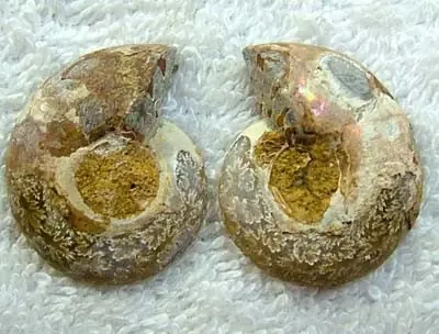 (MGW) LARGE SPECIMEN OF AMMONITE CHELINOCERAS 65 CTS FP 293