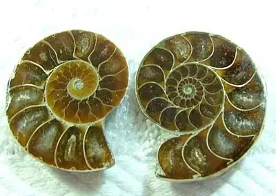 (MGW) LARGE SPECIMEN OF AMMONITE CHELINOCERAS 85 CTS FP 295