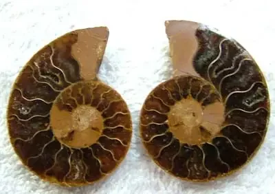 (MGW) SPECIMEN OF AMMONITE CHELINOCERAS 125 CTS FP 282