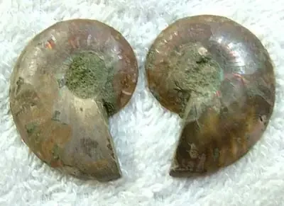 (MGW) SPECIMEN OF AMMONITE CHELINOCERAS 55 CTS FP 287
