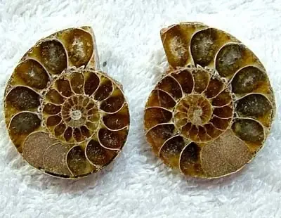 (MGW) SPECIMEN OF AMMONITE CHELINOCERAS 75 CTS FP 289