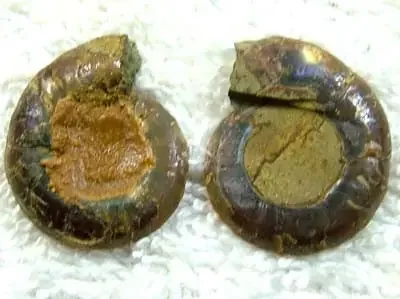 (MGW) SPECIMEN OF AMMONLITE CHELINOCERAS 20 CTS FP 246