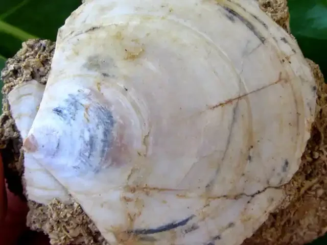 MOLLUSCA-BIVALVE FOSSIL 139 GRAMS MYGM 721