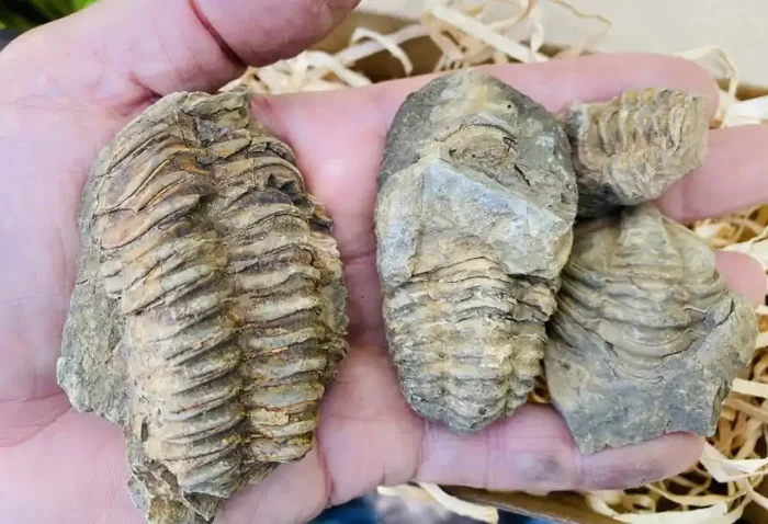 Moroccan Triboliotes Fossils