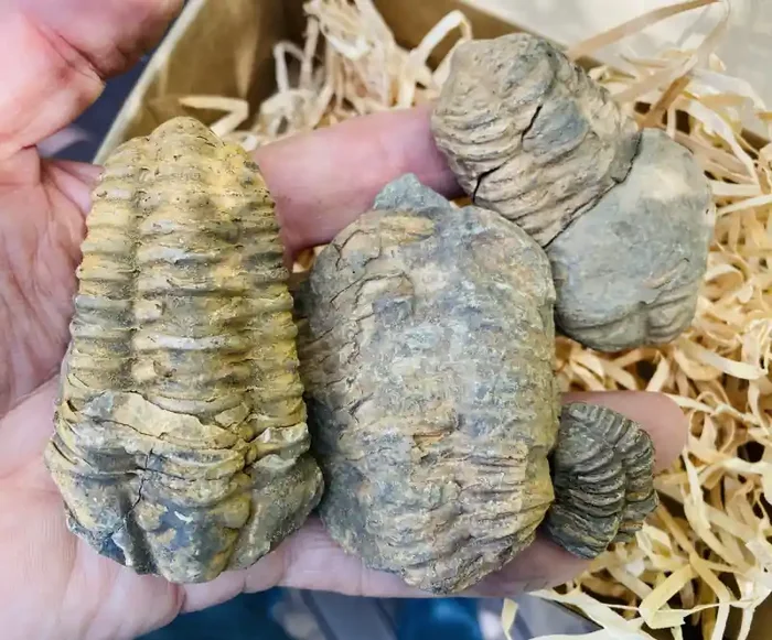 Moroccan Triboliotes Fossils