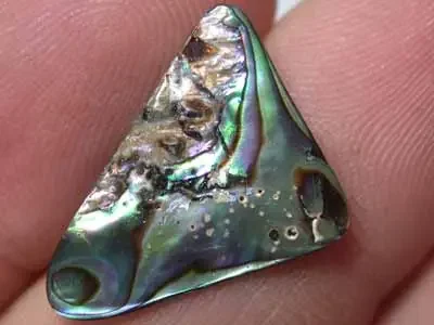 NATURAL PAUA SHELLS 2.65CTS GR 1180
