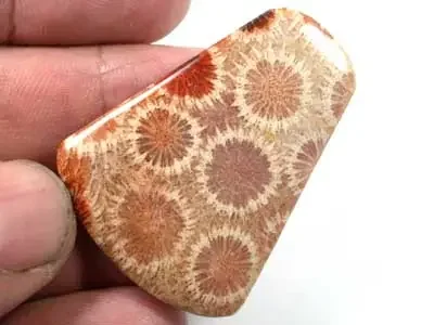 NATURAL PETRIFIED CORAL 48 CARATS A855