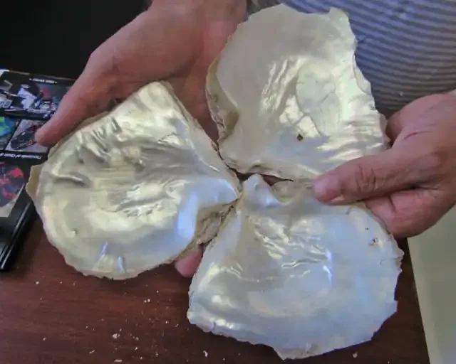 o.410 kilo THREE Natural Broome Shells B2033