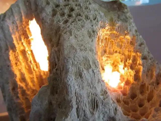 ONE ONLY CORAL FOSSIL LAMP 11 KILOS MS