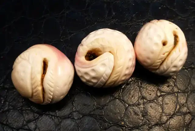 Parcel 3 Conch Shell Beads 183.45 carats RT 1355