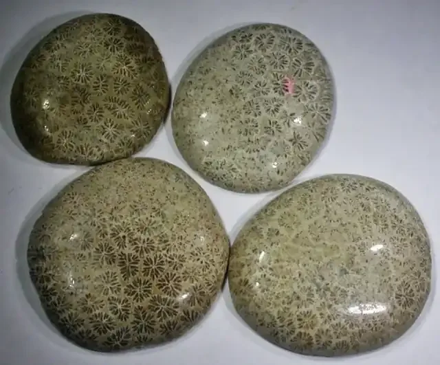 Parcel 4 fossil coral AGR1221
