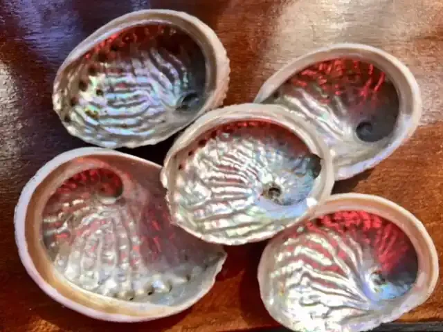 Parcel 5 Broome Abalone shells