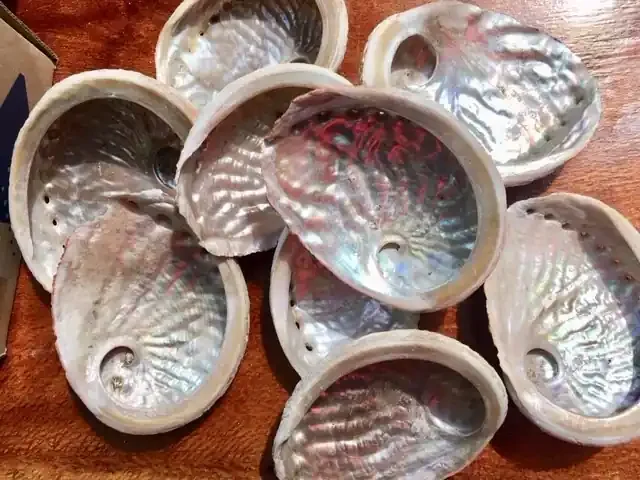 Parcel 9 Broome Abalone shells SU711