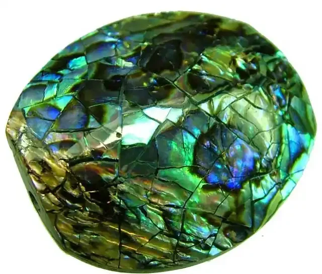 PAUA SHELL BEAD-VIBRANT 21.70 CTS [ST763 ]