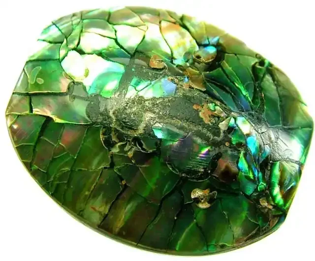 PAUA SHELL BEAD-VIBRANT 22.40 CTS [ST754 ]