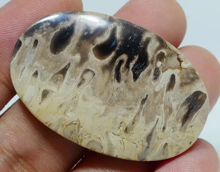 PETRIFIED PALM WOOD NATURAL AA GRADE GREAT PATTERN 55.00 CRT -C6-