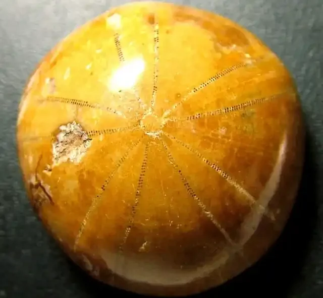 POLISHED SEA URCHIN FOSSIL.-SAND DOLLARS 117.10CTS [MX6546]