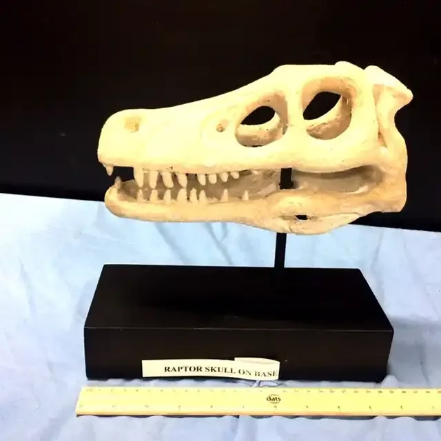 Raptor Skull Head Faossil sharpe teeth
