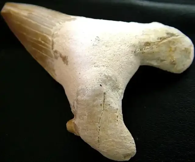 SHARK TEETH FOSSIL -OTODUS-MOROCCO 103.95 CTS [MX 6385]