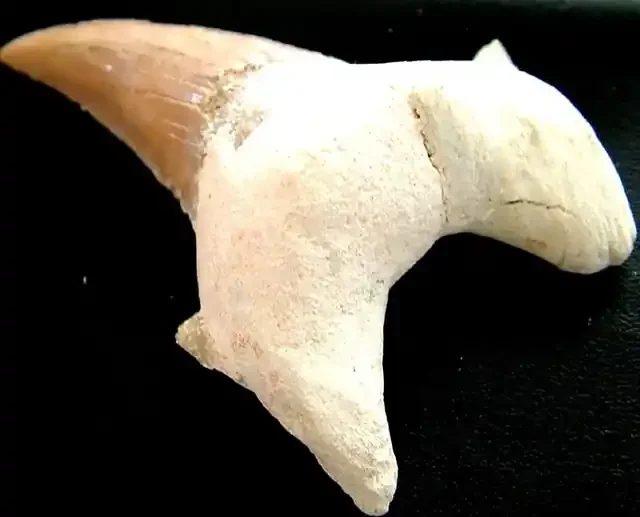 SHARK TEETH FOSSIL -OTODUS-MOROCCO 104.20 CTS [MX 6402]