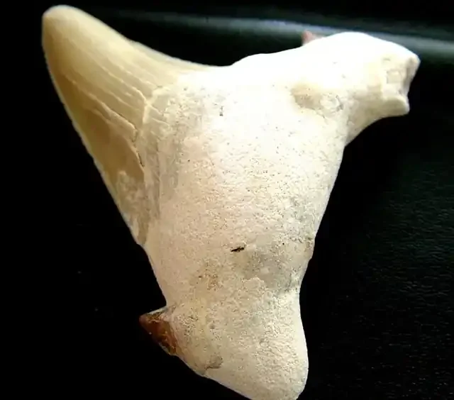 SHARK TEETH FOSSIL -OTODUS-MOROCCO 117.10 CTS [MX 6400]