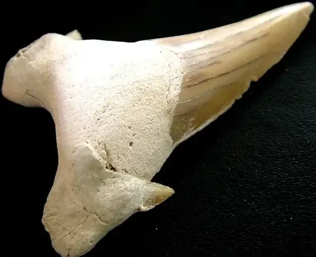 SHARK TEETH FOSSIL -OTODUS-MOROCCO 87.35 CTS [MX 6404]