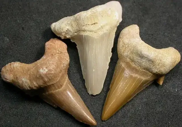 SHARK TEETH FOSSIL PARCEL -OTODUS-MOROCCO 135 CTS [MX7160 ]